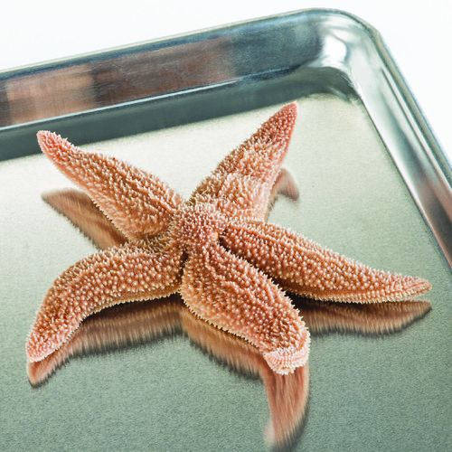 Ward's® Pure Preserved™ Starfish