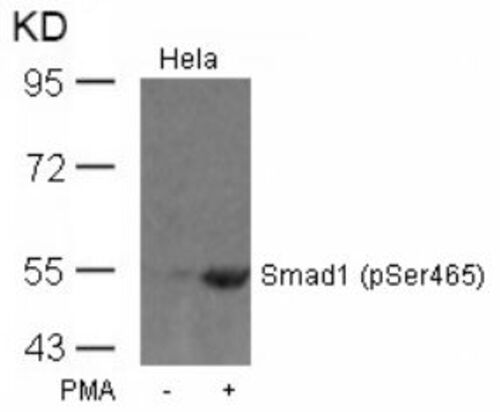 Smad1 (phospho Ser465) Antibody