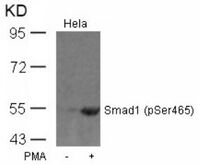 Anti-SMAD1 Rabbit Polyclonal Antibody