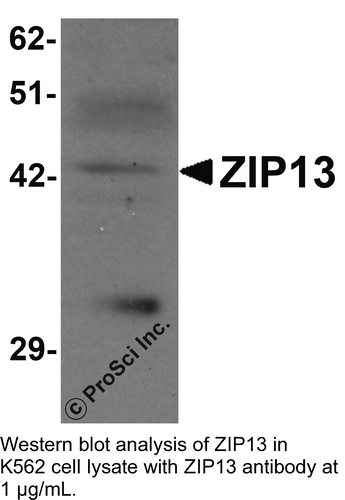Antibody ZIP13 0.1MG