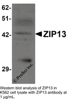 Anti-ZIP13 Rabbit Polyclonal Antibody