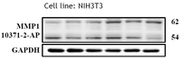 Anti-MMP1 Rabbit Polyclonal Antibody