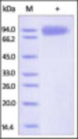 Recombinant Gp1201 (from HEK293 cells)