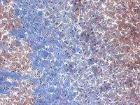 Anti-KCNA1 Mouse Monoclonal Antibody [clone: S36-15]