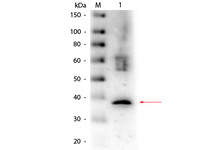 Anti-LDHA Goat Polyclonal Antibody (Biotin)