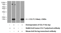Anti-CCL17 Rabbit Polyclonal Antibody