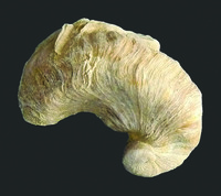 Exogyra Arietina (Cretaceous)