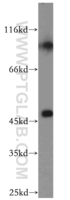 Anti-SLC25A24 Rabbit Polyclonal Antibody
