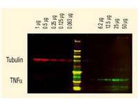 Anti-DYKDDDDK Mouse Monoclonal Antibody (DyLight® 680) [clone: 29E4.G7]