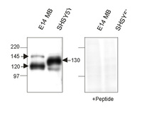 Anti-Nicastrin, N-terminal domain Rabbit Polyclonal Antibody