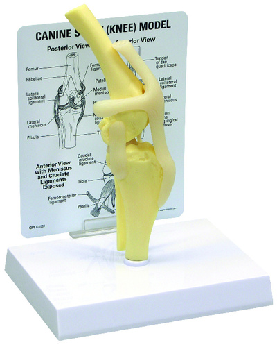 Model canine knee, size: 2x3-1/2x7IN, Card: 5-1/4x6-1/2IN, Base:6-1/2x5inch