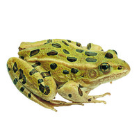 Ward's® Live Grassfrogs (Rana pipiens)