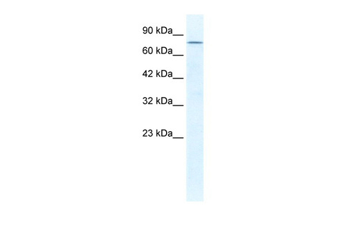 DDX23 Antibody