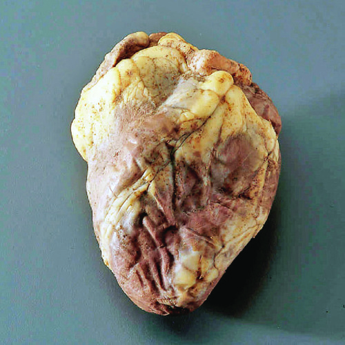 Preserved Sheep Heart without Pericardium