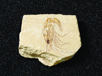 Carpopeneaus sp. (Cretaceous)
