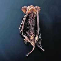 Ward's® Pure Preserved Bats
