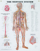 The Nervous System Poster