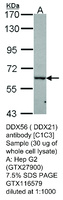 Anti-DDX56 Rabbit Polyclonal Antibody