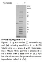 Mouse Recombinant RELM gamma (from E. coli)