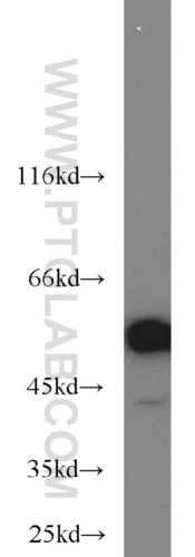 Anti-FKBP52(Polyclonal)