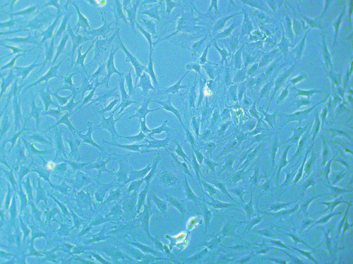 Chondrocytes (HCH), PromoCell