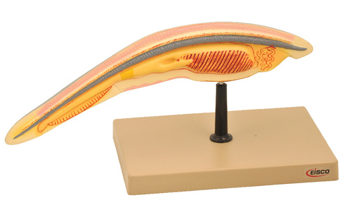 Model Amphioxus