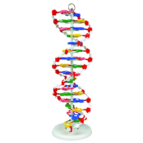DNA Model 25in x 9in x 9in