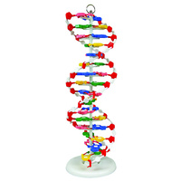 DNA Model - Preassembled
