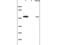 Anti-IRF7 Rabbit Polyclonal Antibody
