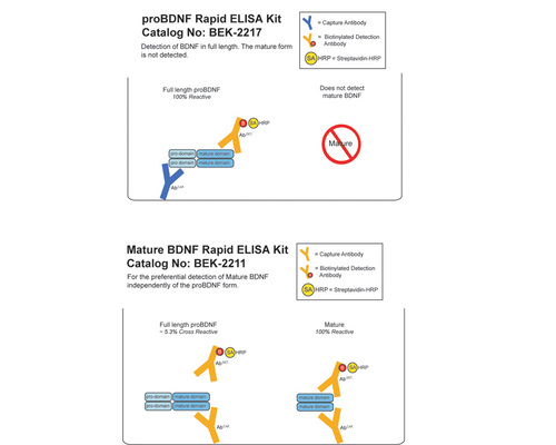 proBDNF Rapid ELISA Kit: Human, Mouse, Rat, Biosensis®