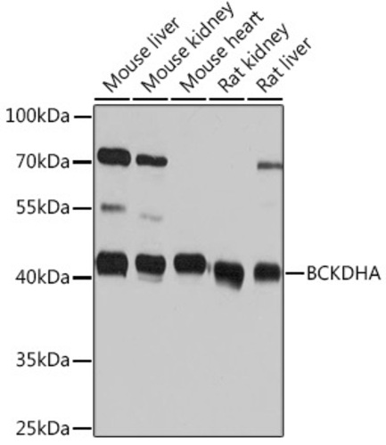 Anti-BCKDHA Rabbit Polyclonal Antibody