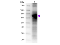 Anti-Fluorescein Goat Polyclonal Antibody (Biotin)