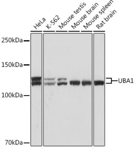 Anti-E1 Ubiquitin Activating Enzyme 1/UBA1 Rabbit Monoclonal Antibody [clone: ARC1493]