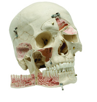 Rudiger Demonstration Skull