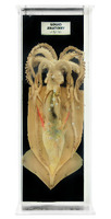 Ward's® Squid Anatomy Museum Mount
