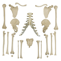 Rudiger® Individual Bones