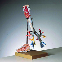 Somso® Larynx with Trachea Model