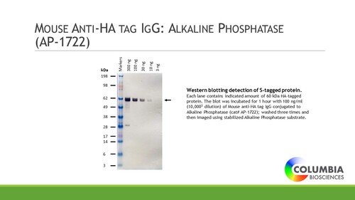 Mouse anti-HA IgG conjugated to Alkaline Phosphatase, 100ug