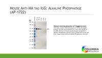 Anti-YPYDVPDYA Mouse Monoclonal Antibody (AP (Alkaline Phosphatase)) [clone: 16B12]