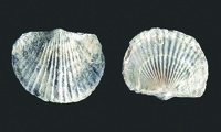 TROPIDOLEPTUS CARINATUS (DEV.)