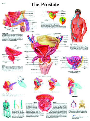 3B Scientific® Prostate Chart