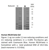 Human Recombinant RELM-beta (from E. coli)