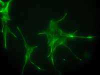 TempoMito™ iAstro Mitochondrial Biosensor Assay using Human Astrocytes