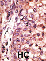 Anti-CREB3L1 Rabbit Polyclonal Antibody