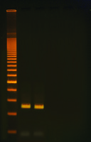 Lambda PCR Lab Activity