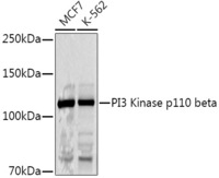 Anti-PI3 Kinase p110 beta Rabbit Polyclonal Antibody