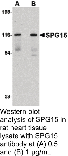 Antibody SPG15 0.1MG