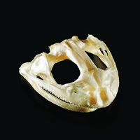 Bullfrog Skull