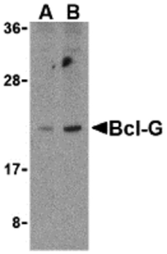 BCL-G antibody