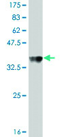 Anti-ACBD3 Mouse Polyclonal Antibody